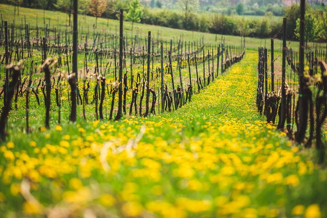 A delightful wine tasting in the scenic countryside with lunch - Guides who shape the day
