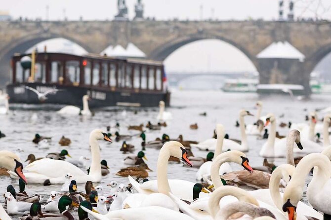 Charles Bridge: River Boat Cruise & Guided Tour ️with PragueWay - What the Vltava boat ride is really like