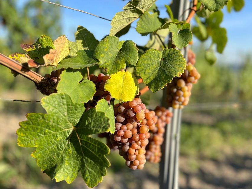 Czech Vineyards and Wine Tasting 4WD Tour with Lunch - A tasting built around local bottles