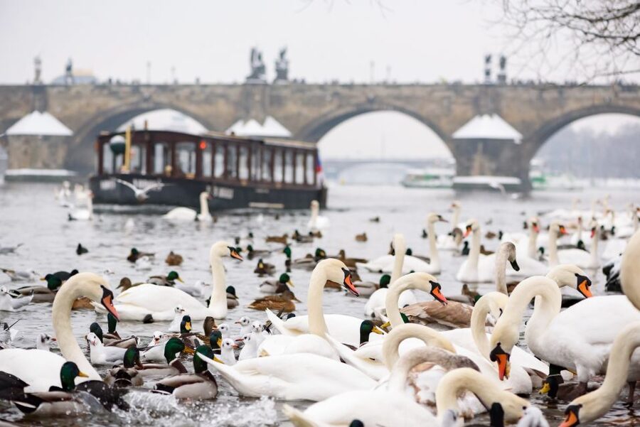 Prague: 1.5-Hour River Boat Cruise and Guided Tour - Key points at a glance