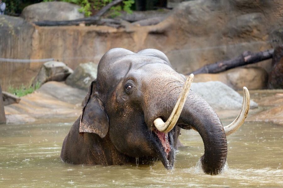 Prague: Boat Ride to the Zoo and Admission Ticket - Who will enjoy this experience most?
