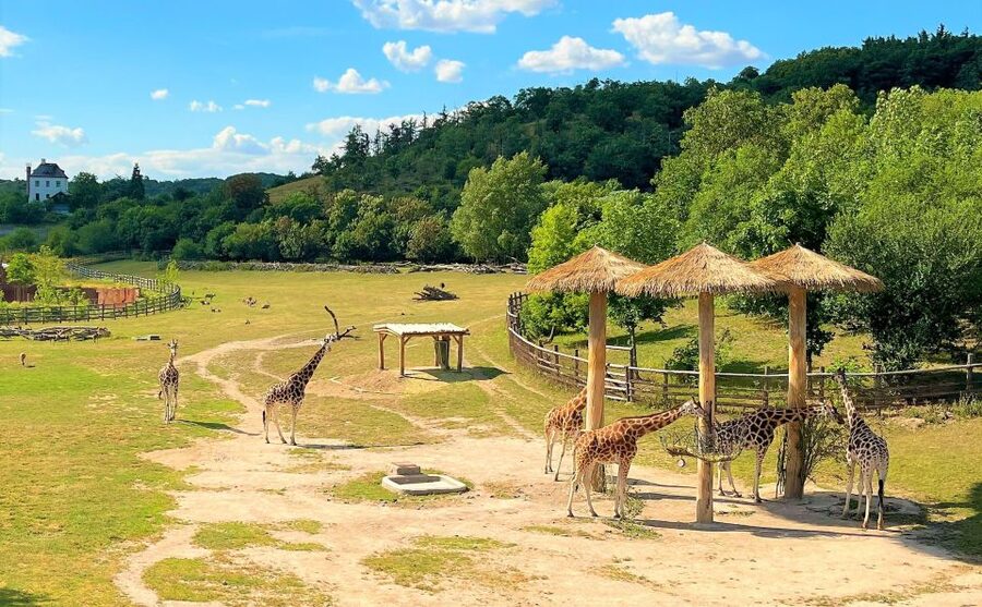 Prague: Prague Zoo Audio Guide with E-Ticket - The ticket email is important