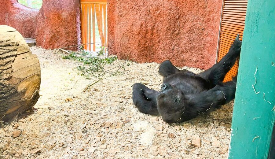 Prague: Prague Zoo Audio Guide with E-Ticket - Food, toilets, and places to rest