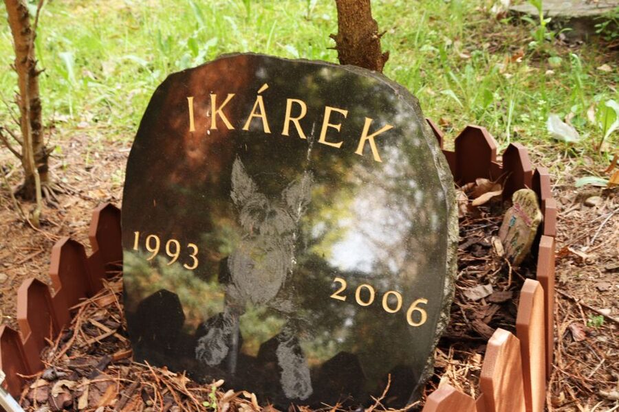 Prague: Psychiatric Hospital and Abandoned Cemetery Tour - From medieval rituals to lobotomies