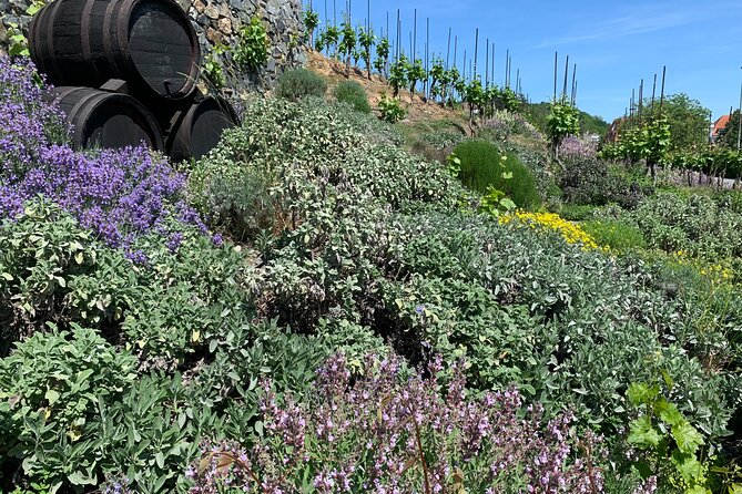 Prague´s Hidden Vineyards Private Tour - Troja brings vines, gardens, and castle views