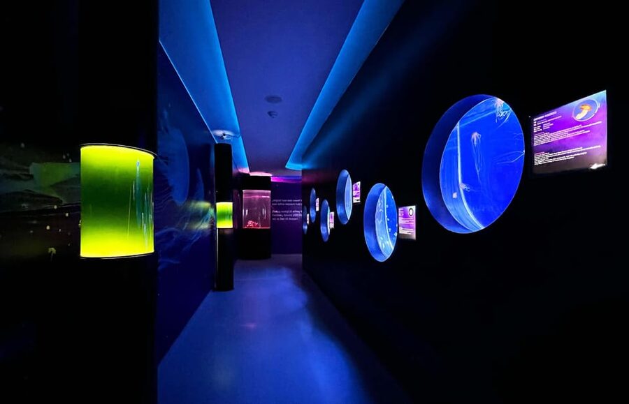 Prague: The World Of Jellyfish Entry Ticket w/ Drink - Video mapping for children and adults