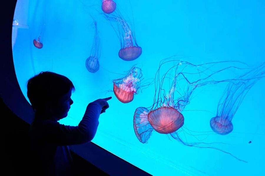 Prague: The World Of Jellyfish Entry Ticket w/ Drink - Thirty-eight aquariums and 30-plus species