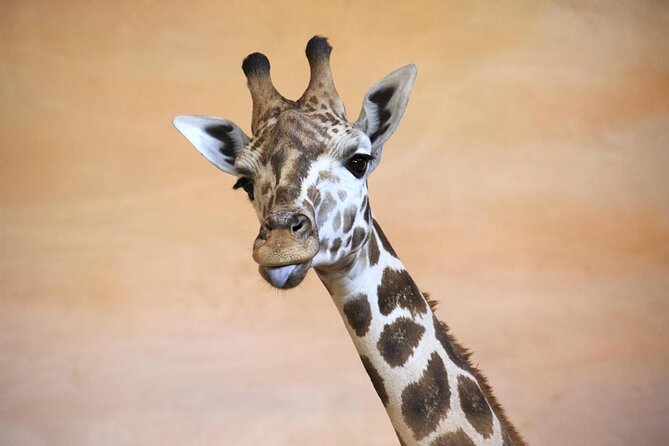 Prague Zoo Admission Ticket including Round Trip Transfer - Why Prague Zoo works well as a full-day outing