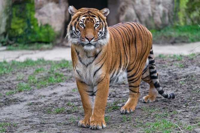 Prague Zoo Admission Ticket including Round Trip Transfer - The 9:00 am pickup and private ride