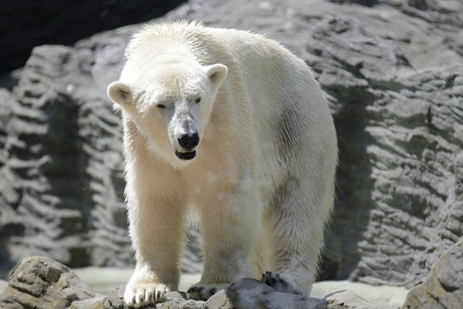 Prague Zoo Admission Ticket including Round Trip Transfer - African savanna, jungle, and polar habitats