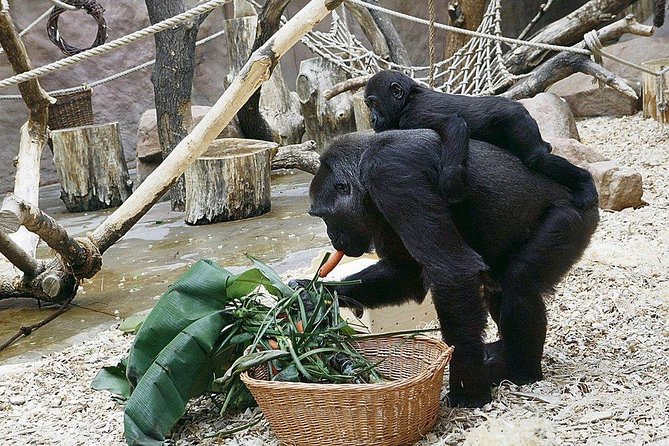 Prague Zoo Admission Ticket including Round Trip Transfer - Hippos, penguins, lemurs, and reptiles