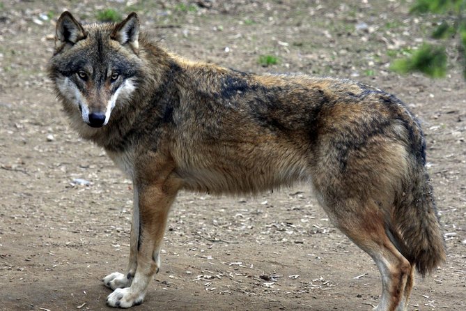 Prague Zoo Admission Ticket including Round Trip Transfer - What I would do during the visit