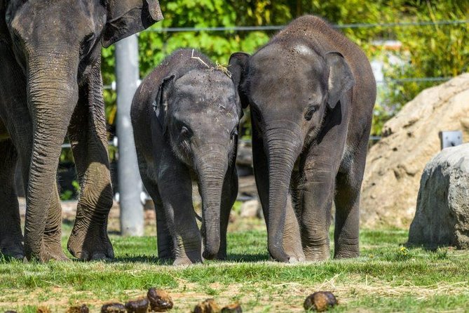 Prague Zoo Admission Ticket including Round Trip Transfer - Planning six hours inside the zoo