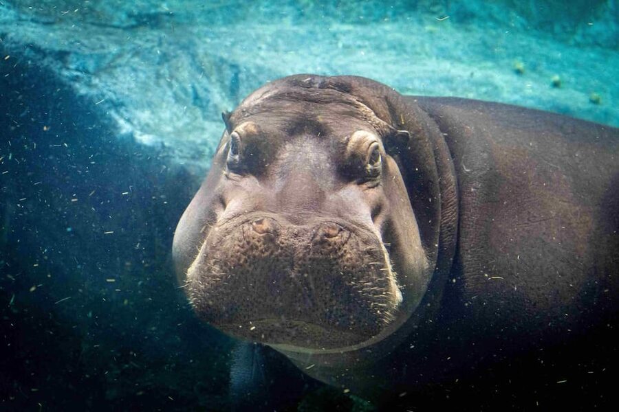 Prague Zoo: Skip-the-Line Entry Ticket - What the zoo’s conservation work adds