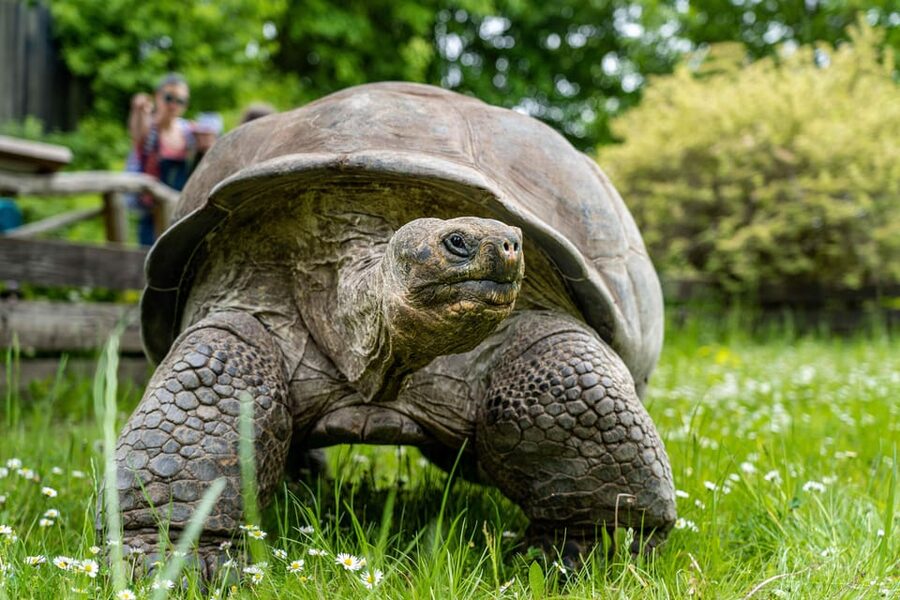 Prague Zoo: Skip-the-Line Entry Ticket - Allow four to six hours for the walking route
