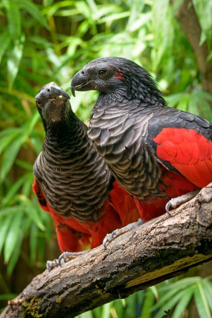 Prague Zoo: Skip-the-Line Entry Ticket - Choosing the best season and arrival time