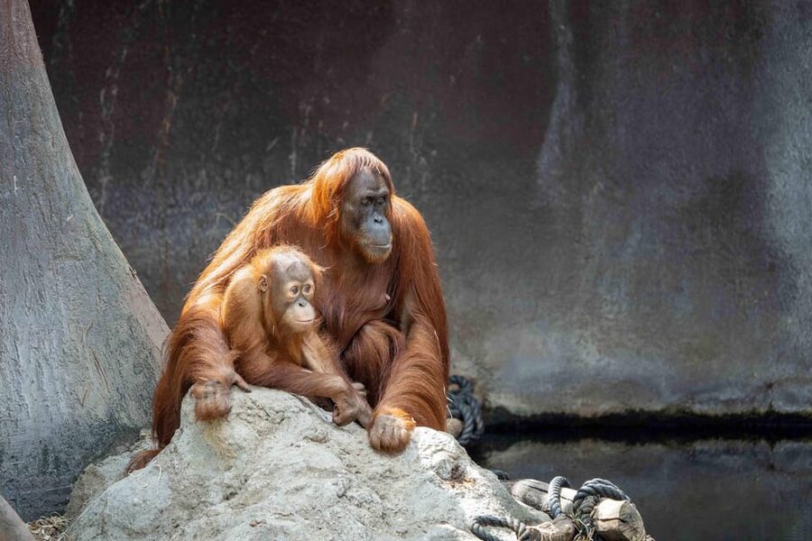 Prague Zoo: Skip-the-Line Entry Ticket - Getting there and handling the extra costs