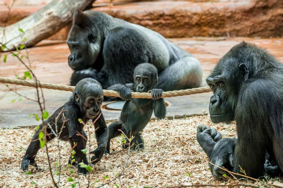 Prague Zoo: Skip-the-Line Entry Ticket - The animals that make the visit memorable